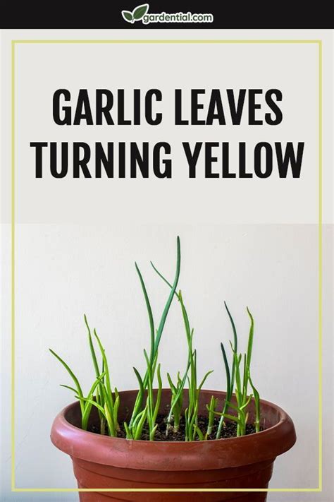 Garlic Leaves Turning Yellow Gardential Plant Nutrients Types