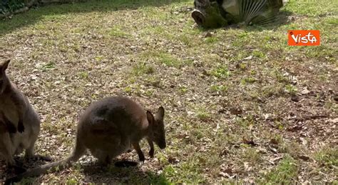 Al Bioparco di Roma è nato un canguro di Bennett il cucciolo fa