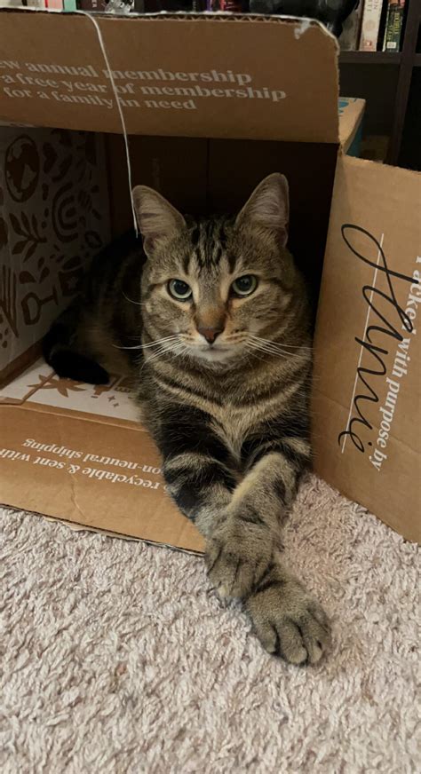 коте :: кот+в+коробке - SafeReactor