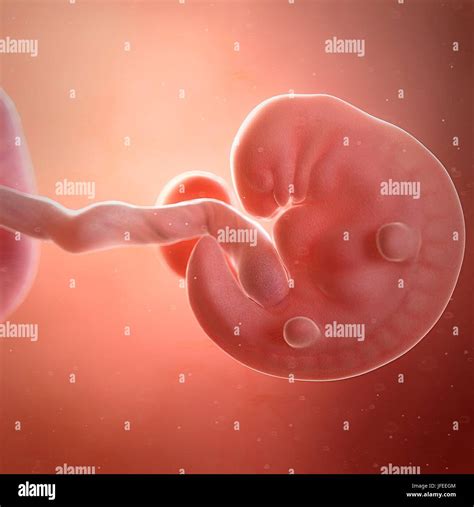 Feto Humano De 6 Semanas De Edad Ilustración Fotografía De Stock Alamy