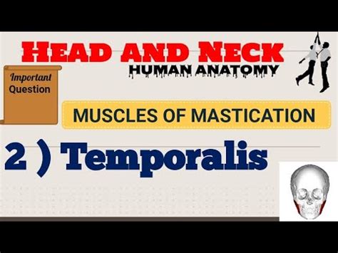 Muscles Of Mastication Temporalis Head And Neck Human Anatomy