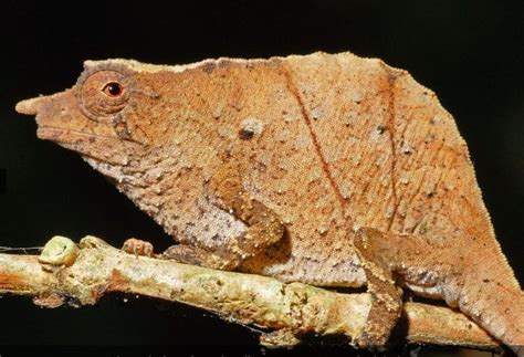 Six Pygmy Chameleon Species Come Out Of Hiding In Tanzania Mongabay Kids