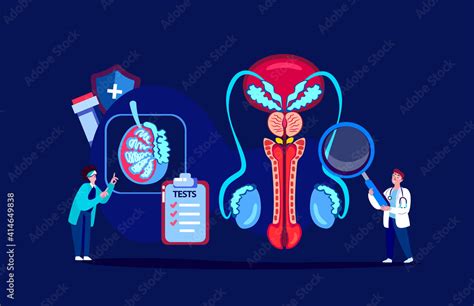 Andrologist And Urologist Scientists Doctors Examine Male Reproductive Urogenital System Organ