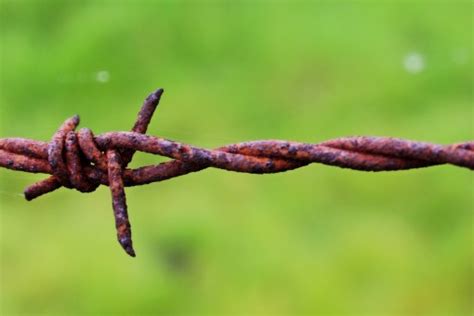 Free Images Tree Nature Branch Barbed Wire Black And White Wood