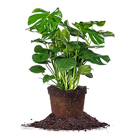 Split Leaf Philodendron Pruning Helpful Guide Gardening Tips And Tricks