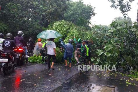 Belasan Pohon Tumbang Di Bandung Dan Cimahi Akibat Hujan Deras