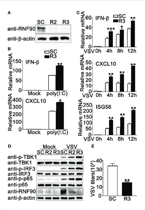 RNF90 Knockdown Promotes RNA Virus Triggered Innate Immune Responses