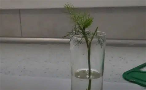 Grow Dill from Cuttings: Secret Tips Revealed!