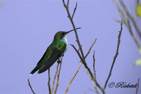 Online crop | HD wallpaper: Birds, Doctor Bird, Hummingbird, Red-Billed ...