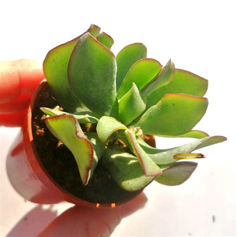 Crassula Ovata Undulata Curly Jade Plant Rooted Plant Succulent