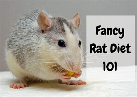 What Do Rats Eat? A Complete Guide - The Pet Savvy