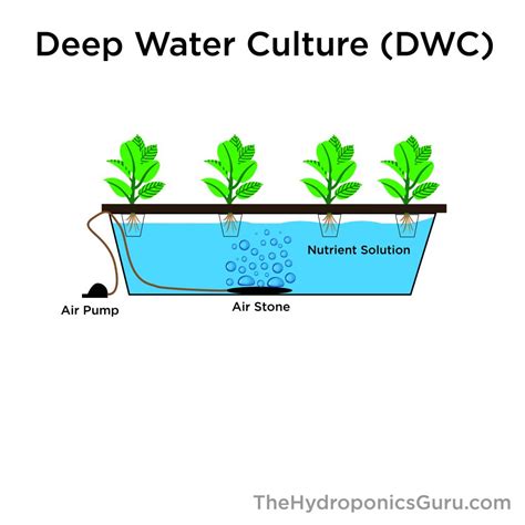 How the Deep Water Culture Hydroponics System Works - The Hydroponics Guru