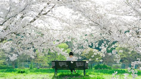 Cerezos lugares en Japón para verlos florecer Architectural Digest