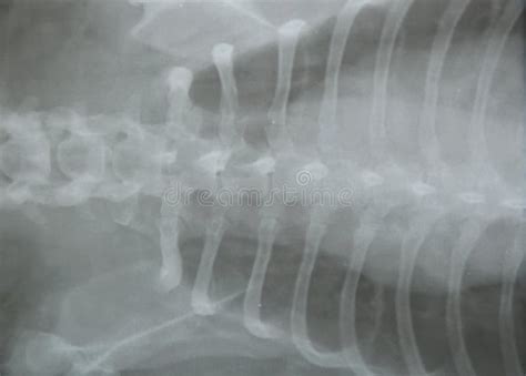 X Ray Film Of Dog Chest And Rib Stock Image Image Of Film Body 76399779