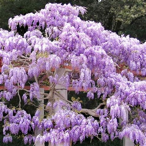 Cottage Farms Direct Vines And Climbers Amethyst Falls Wisteria