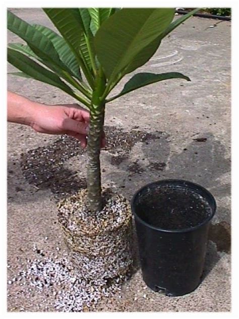 Plumeria Cutting Propagation How To Grow Plumeria Cuttings Artofit