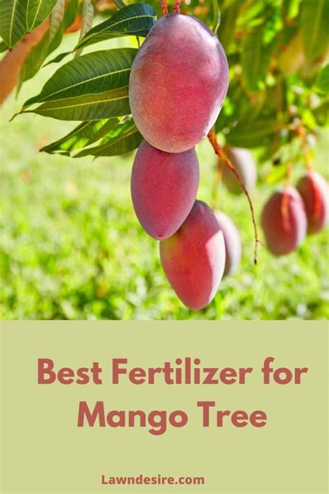 Best Fertilizer for Mango Tree 2022 (Reviews & Guide) - Lawn Desire