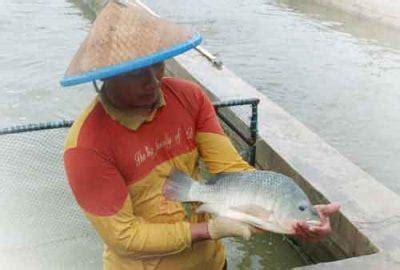 Panduan Lengkap Budidaya Ikan Nila Agar Cepat Panen