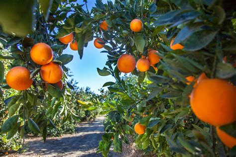 San Fernando Valleys Last Orange Grove Could Be Historic Landmark