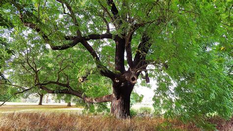 How To Care For A Black Walnut Tree - The Homey Space