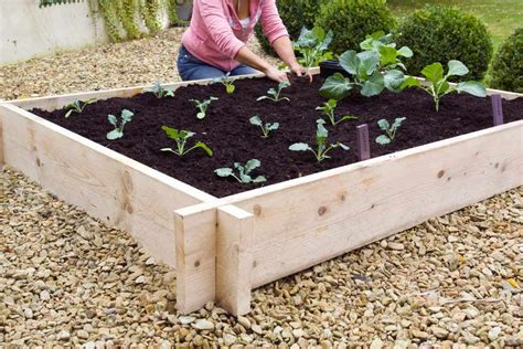 How To Build A Raised Vegetable Bed Building A Raised Garden Raised Garden Bed Plans