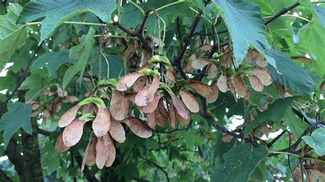 Sycamore Acer Pseudoplatanus Fruit Samaras August Youtube