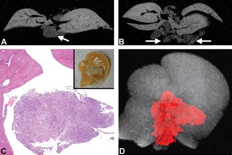 Practical Applications Of In Vivo And Ex Vivo Mri In Toxicologic