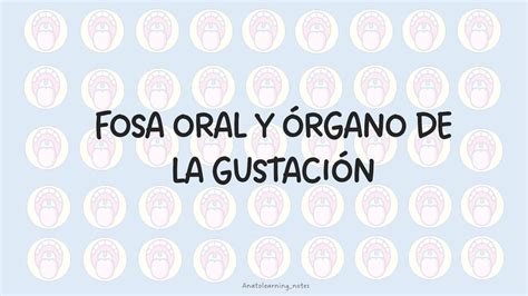 Fosa oral y órgano de la gustación Anatolearning notes Fátima Paico