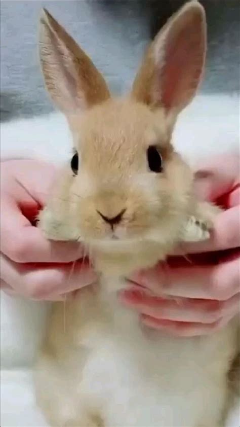 bunny s 20