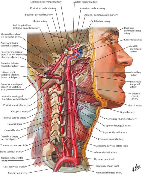 Carotid sheath:Internal carotid artery | RANZCRPart1 Wiki | FANDOM ...