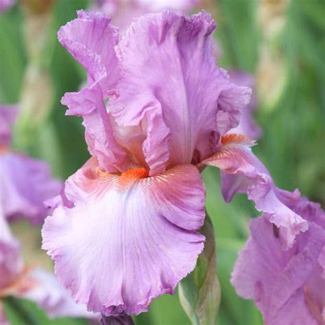 Bearded Iris for Sale- Shop Iris Germanica Bulbs - Longfield Gardens