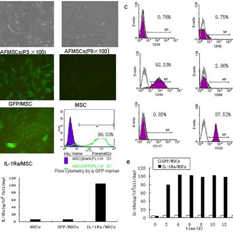 Characterization Of Amniotic Fluid Derived Mesenchymal Stem Cells