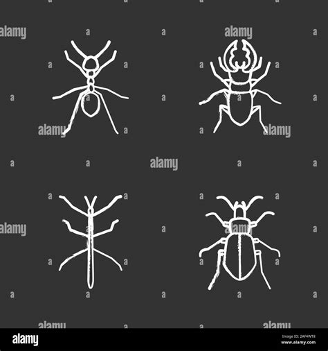 Phasmid Black and White Stock Photos & Images - Alamy