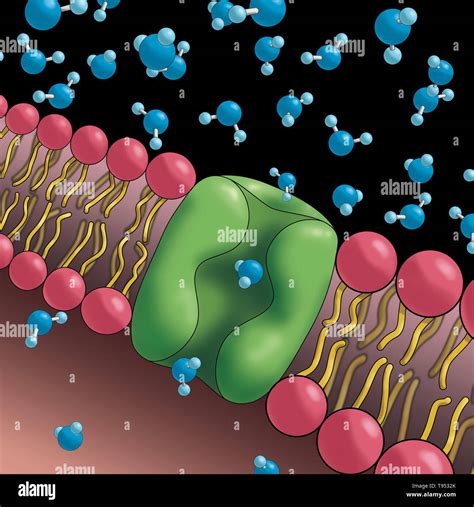 Integral Membrane Proteins