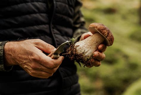 Come Pulire I Funghi Porcini Guida Pratica In Mosse Versilfood