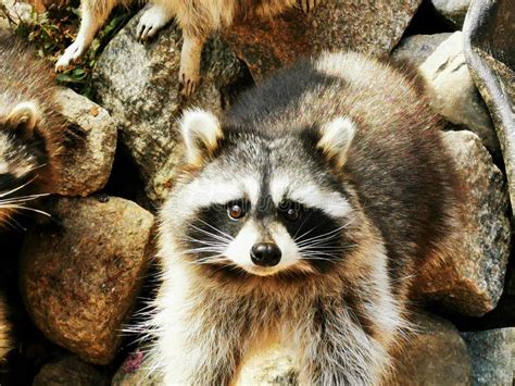 Raccoon face close-up stock photo. Image of raccoon, mammals - 2989622