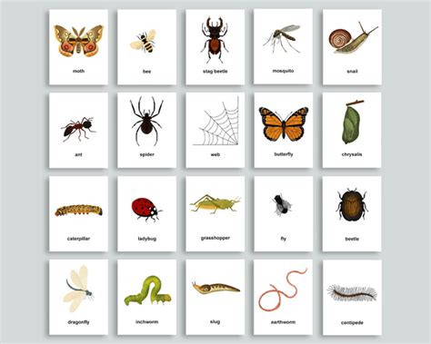 Editable Bug Flashcards Mornings Together