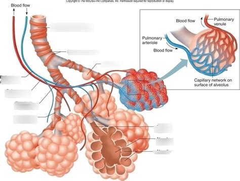 Alveoli Diagram Quizlet