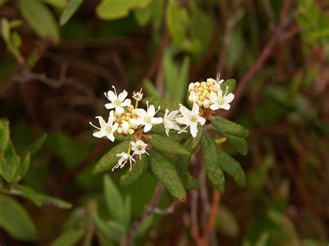 Labrador Tea Plantwatch