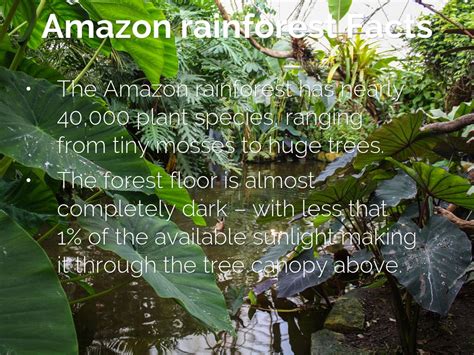 Amazon Rainforest Facts