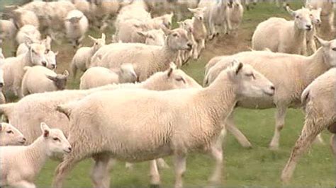 Bbc News England Farm Introduces Easy Care Sheep