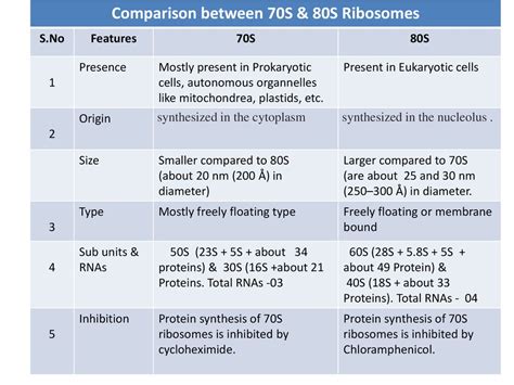 Ribosome: Meaning, Types And Structure, 55% OFF