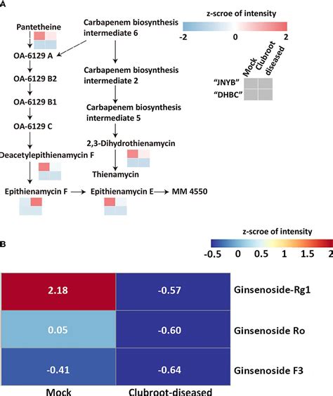 Frontiers Metabonomic Profiling Of Clubroot Susceptible And Clubroot