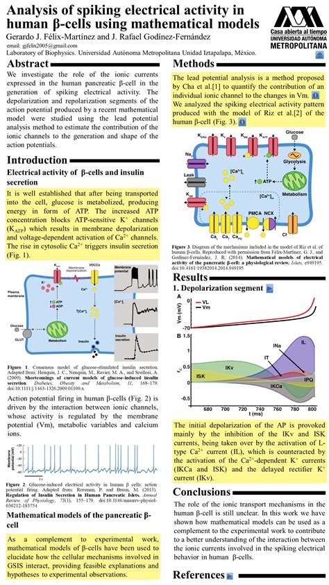 Abstract We Investigate The Role Of The Ionic Currents Expressed In The