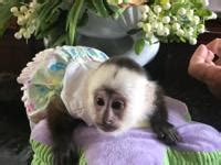 Very Healthy Male And Female Baby Capuchin Monkeys For Sale In Austin