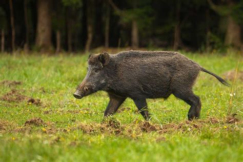 Are Feral Hogs Dangerous Threats Posed By The Invasive Species Wide