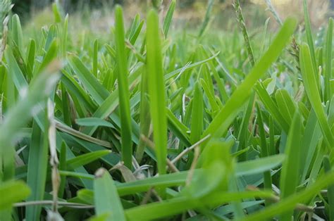 6 Different Types Of Couch Grass And How To Care For Them