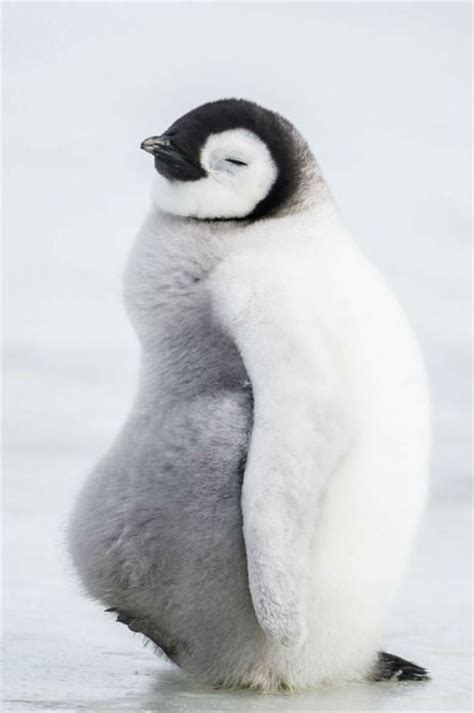 Foto de la película La marcha de los pingüinos 2 Foto 25 por un total