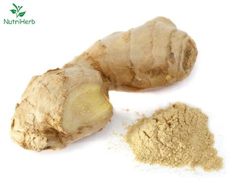 Bulk Factory Supply Ginger Extract 5 Gingerols HPLC China Gingerol