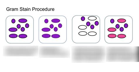 Gram Stains Diagram Quizlet